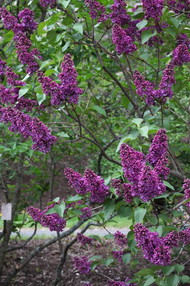 No shrinking violet, the recently rediscovered Syringa vulgaris 
